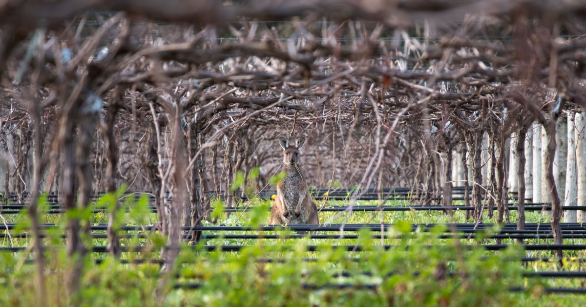 Aussie ag exports well-placed. Image: Shutterstock